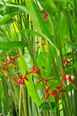 Heliconia çiçeği