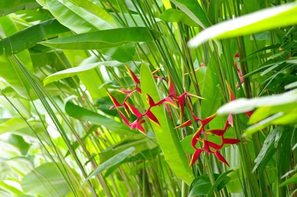 Bunga Heliconia — Stok Foto