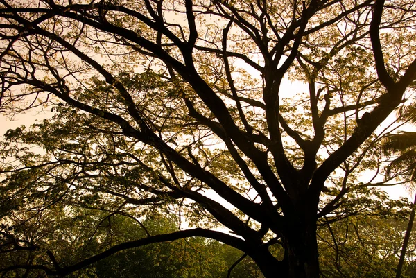 Gökyüzü günbatımı ağaç siluet — Stok fotoğraf