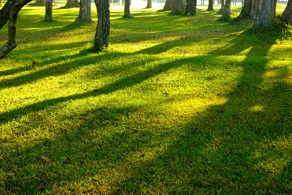 stock image Tree shadow on green meadow