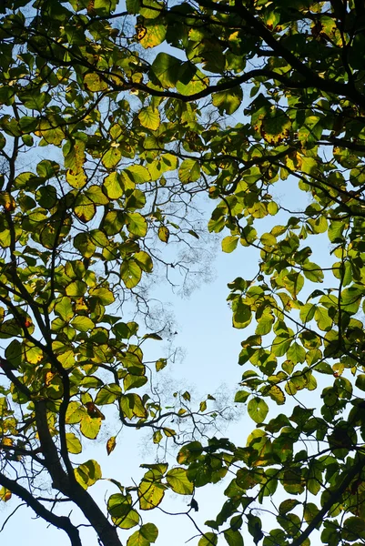 그런 지 녹색 잎 배경 — 스톡 사진