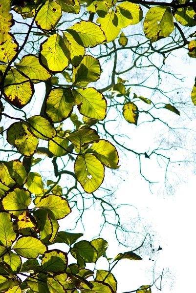 Viejas hojas verdes en el bosque —  Fotos de Stock