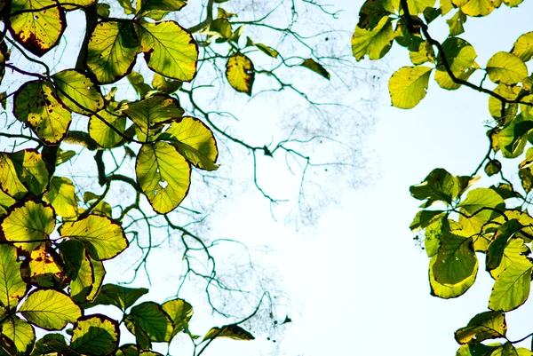 Grunge folhas verdes — Fotografia de Stock