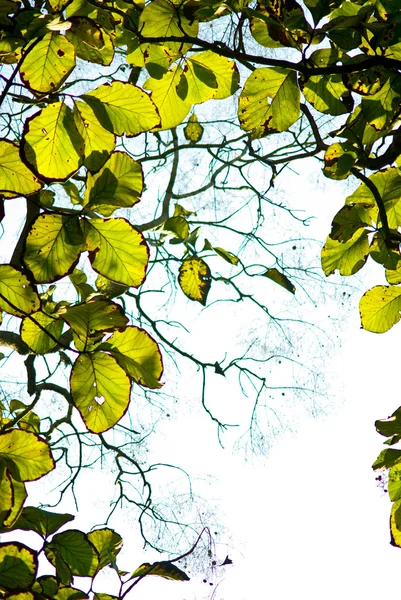 Zelené listí na stromě v lese — Stock fotografie
