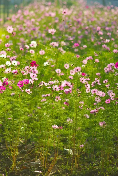 Güzel Çiçekler — Stok fotoğraf