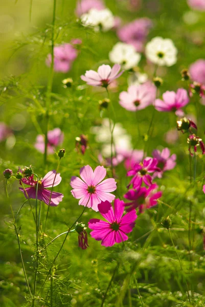 Kauniita kukkia — kuvapankkivalokuva