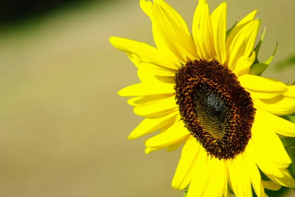 Sunflower in the farm — Stock Photo, Image