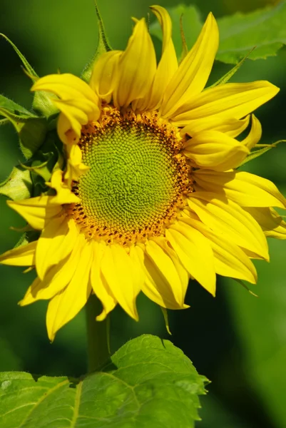 Zonnebloem — Stockfoto