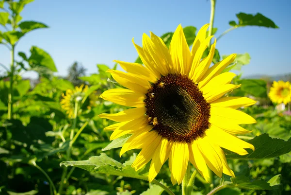 Slunečnice ve farmě — Stock fotografie