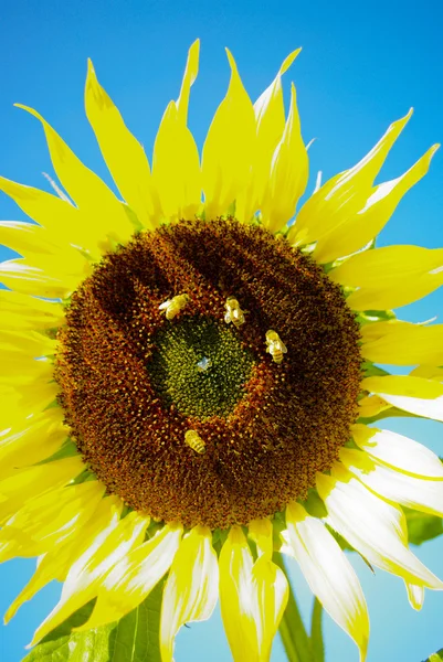 Slunečnice na farmě s včely — Stock fotografie