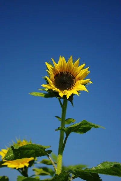 Girassol com céu azul — Fotografia de Stock