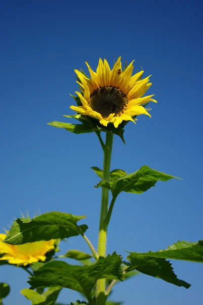Sunflower with blue sky — Stock Photo, Image