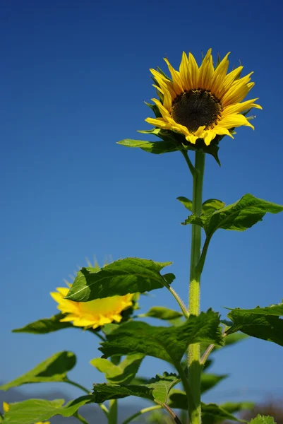 Slunečnice s modrou oblohou — Stock fotografie