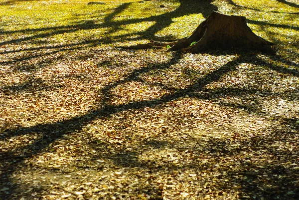 Abandonar el tocón con sombra de árbol — Foto de Stock