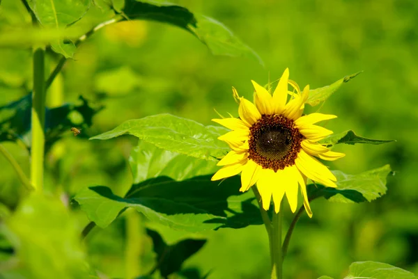 stock image Sunflower in the farm