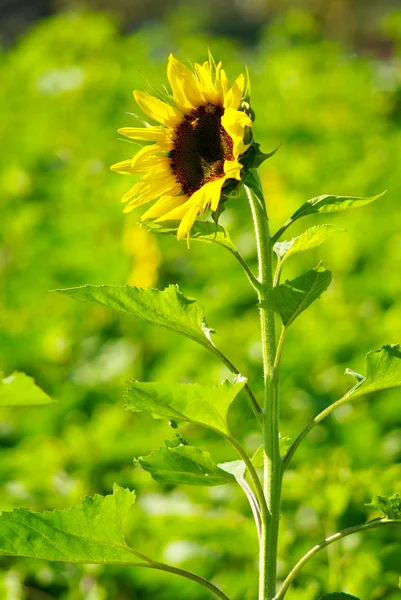 Sunflower in the farm with bees — Stock Photo, Image