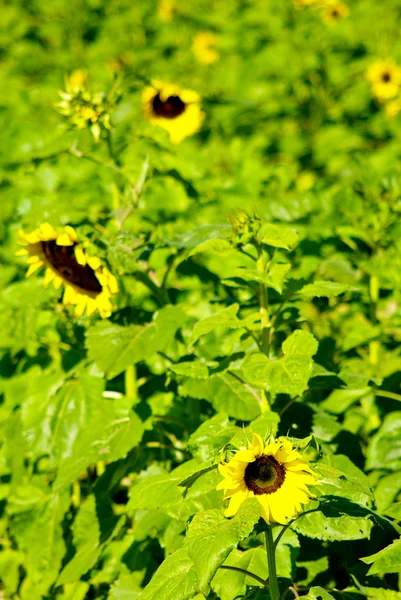 Sunflower in the farm — Stock Photo, Image