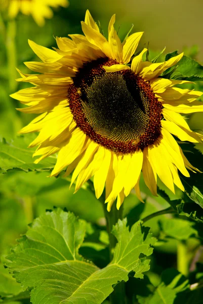 Sunflower in the farm with bees — Stock Photo, Image