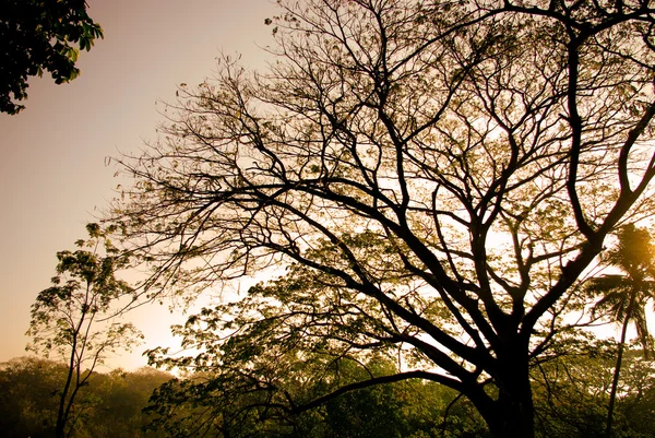 树剪影与日落 — 图库照片