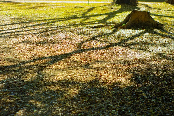 Abandon stump with tree shadow