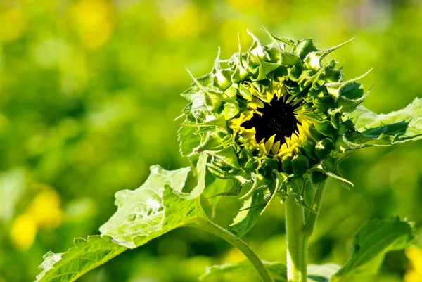 stock image Sunflower