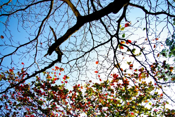 Дерево без листьев и цветных листьев — стоковое фото