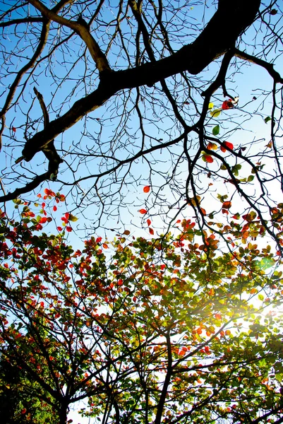 Árvore sem folha e folhas coloridas — Fotografia de Stock