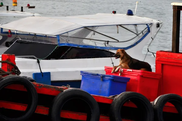 Σκυλί κάθεται στο κουτί στο σκάφος ψαράς — Φωτογραφία Αρχείου