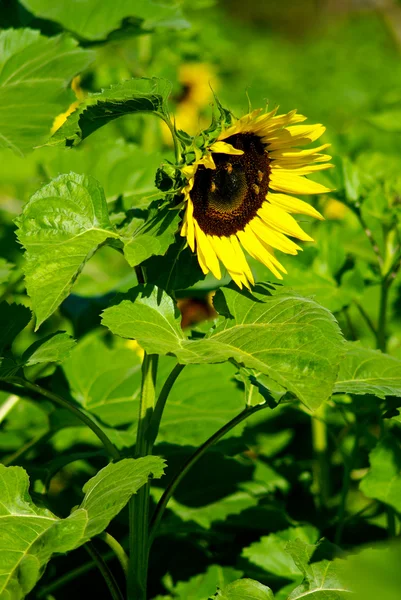 Bees on sunflower — Stock Photo, Image