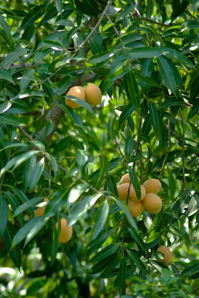 stock image Marian plum