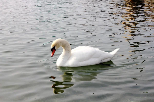 Elegant beautiful swan bird strong wings — Stock Photo, Image