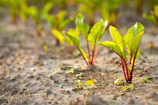 Rote Bete auf dem Beet — Stockfoto