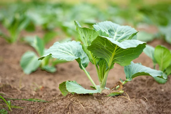 stock image Cabbage sprouts