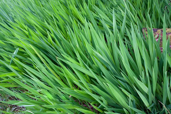 Hojas de hierba — Foto de Stock