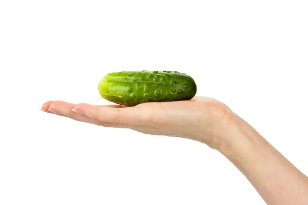 Cucumber on palm — Stock Photo, Image
