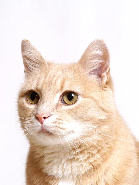 Τζίντζερ γάτα — Φωτογραφία Αρχείου