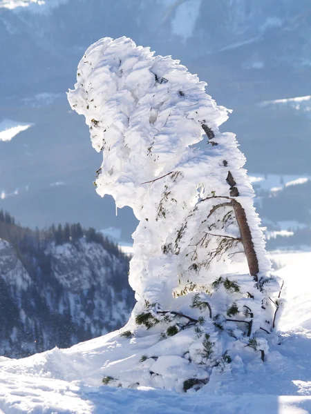 Snötäckt träd — Stockfoto
