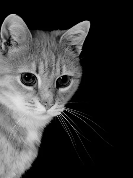 Кошка в черно-белом — стоковое фото