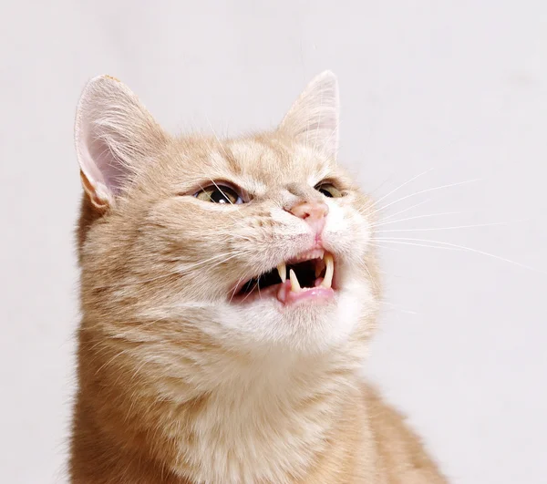 Ginger enojado gato — Foto de Stock