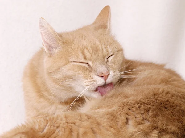 Ginger chat nettoyage elle-même Photos De Stock Libres De Droits