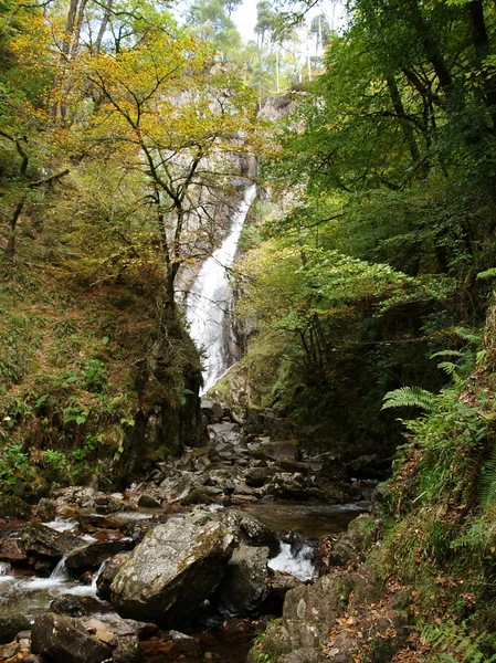 Stock image Forrest stream and a waterfall