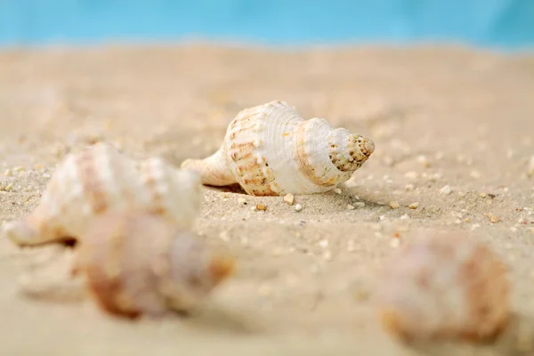 Mořští plži v písku — Stock fotografie
