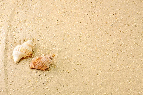 Marine snails in the sand — Stock Photo, Image