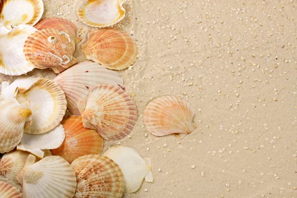 Shells in the sand — Stock Photo, Image