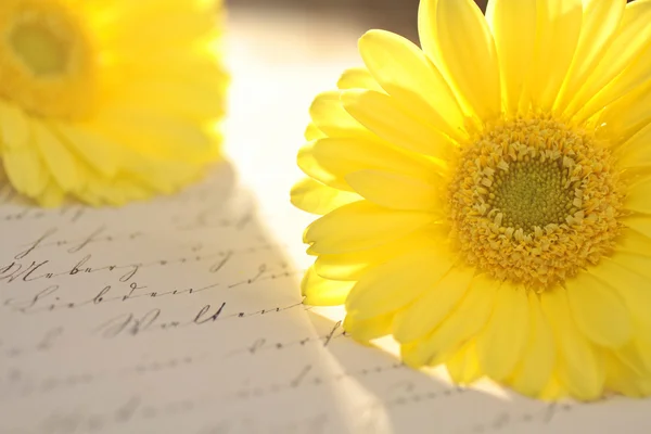 Sarı çiçek ve eski mektup — Stok fotoğraf