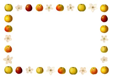 Frame with varieties of apples and apple blossoms clipart