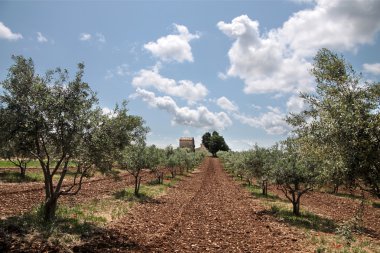 Provence zeytin ağaçları