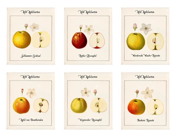 6 assiettes avec illustrations de variétés de pommes — Photo