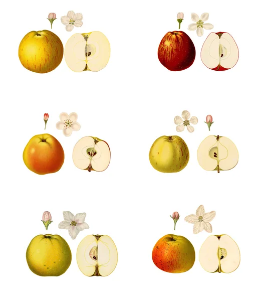Collage con illustrazioni di varietà di mele — Foto Stock