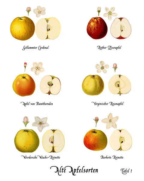 Collage con illustrazioni di varietà di mele, Piatto 1 — Foto Stock